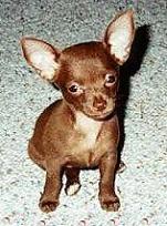 Chihuahua de pelo corto