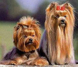 Fotos perros Yorkshire Terrier