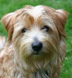 Perro Norfolk Terrier