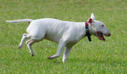 Perros raza Bull Terrier